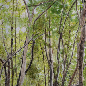 Mangroves Water Colour