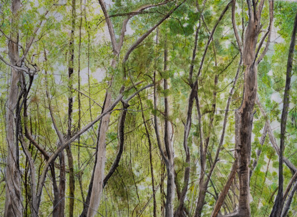 Mangroves Water Colour