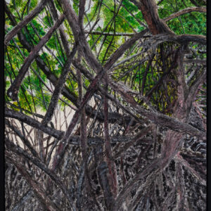 Mangroves Roots