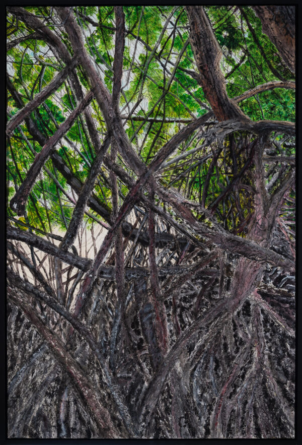 Mangroves Roots
